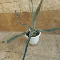 گلدان طبیعی|گل و گیاه طبیعی|سمنان, |دیوار