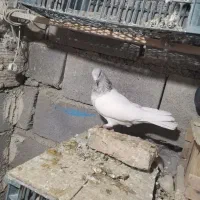 کبوتر کله|پرنده|کبودرآهنگ, |دیوار