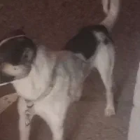 واگذاری سگ|سگ|مرودشت, ده بید|دیوار