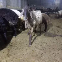 میش چینی شکم اول