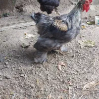 مرغ و خروس