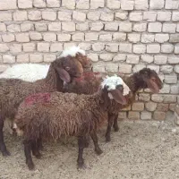 گوسفند زنده|حیوانات مزرعه|مشهد, باغ فراگرد|دیوار