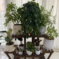 گل های طبیعی با استندش