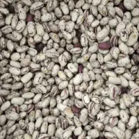 لوبیا چیتی زود رس