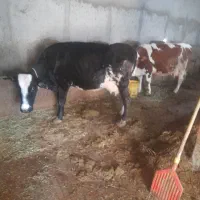 گاوه شیری|حیوانات مزرعه|هشترود, |دیوار