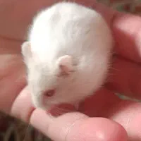 همستر مینیاتوری  کمپل