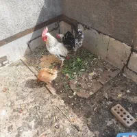 یک خروس ک دو مرغ