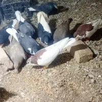 کفتر رنگی|پرنده|دشتابی, |دیوار