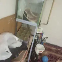 سلام آکواریوم به فروش می‌رسد