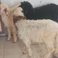 فروش بره