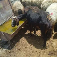 سه عدد گوسفند جوان