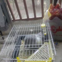 فروش فوری خرگوش به همراه تمام وسایل