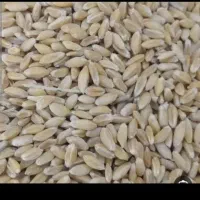 گندم بذری فروش فوری