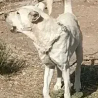 واگذاری ماچ سرابی گوسفندی