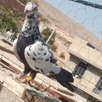 کفتر گلی سینه سلیمونی|پرنده|شیراز, سعدیه جنوبی|دیوار