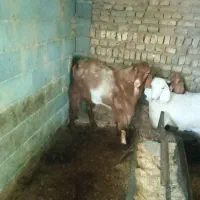 نربز|حیوانات مزرعه|مشهد, مقصود آباد|دیوار
