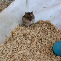 همستر کوتوله