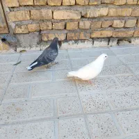 فروش دو عدد جوجه کبوتر