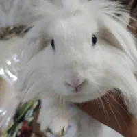 خرگوش لوپ چشم آبی و نر چشم قرمز|موش و خرگوش|فومن, |دیوار