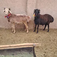 ۲راس عروسک چینی|حیوانات مزرعه|مرودشت, تخت جمشید|دیوار