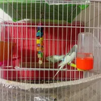 مرغ عشق جفت  ۴۰۰|پرنده|مشهد, شهرک شیرین|دیوار