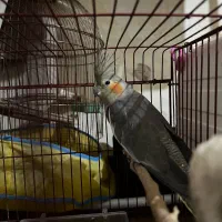 جفت عروس هلندی|پرنده|دوگنبدان, |دیوار