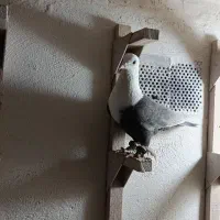 باسلام یک عدد مخمل قهوه‌ای نردست اولی