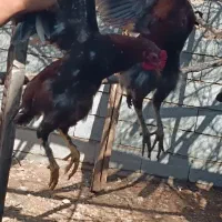 خروس محلی در جم