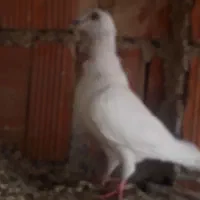 کبوتر خط دار فری