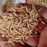 شالی طارم ۲کیسه فروشی دارم تمیز بدون دله یا پوچ