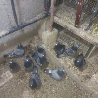 کبوتر کفتر آلمانی ذات دار