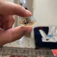 سنگ انگشتر شجر قائن کلکسیونی،عتیقه،باب طلا،معاوضه|جواهرات|تهران, تهرانسر شرقی|دیوار