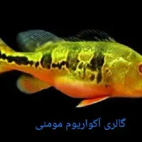 گالری آکواریوم مومنی ماهی تگزاس|ماهی|نیشابور, امام|دیوار