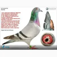 جوجه پلاکی گمشده