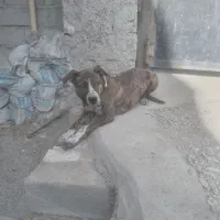 ماده سگ دورگ