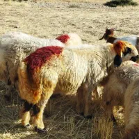 گوسفند قوچ|حیوانات مزرعه|ایوان, |دیوار