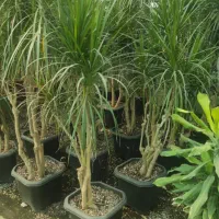 انواع گل های آپارتمانی|گل و گیاه طبیعی|مشهد, امیریه|دیوار