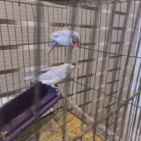 معاوضه جفت فنچ نرگسی وجفت مرغ عشق با طوطی برزیلی|پرنده|اهواز, زرگان|دیوار