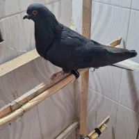 کفتر زاغ|پرنده|کوهدشت, |دیوار