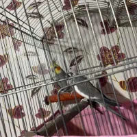 عروس هلندی جفت|پرنده|محمدشهر, شهرک پیام (مهرالبرز)|دیوار