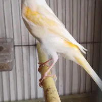 قناری موزاییکی جوان|پرنده|اردبیل, |دیوار