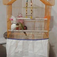 طوطی گرینچیک با عروس هلندی|پرنده|قزوین, |دیوار