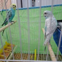 مرغ عشق نره ماده|پرنده|بندر ماهشهر, |دیوار