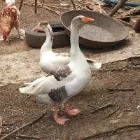 غازمحلی  جوجه غاز مرغوخروس