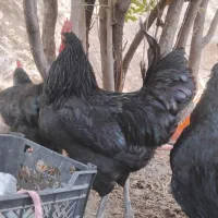 خروس تمام سیاه جوان ارگانیک خانگی|حیوانات مزرعه|تهران, شهرک امام خمینی|دیوار