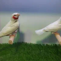 فنچ گلوبریده