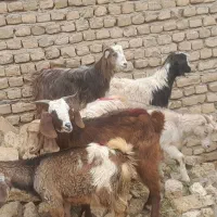 بز بزغاله  بزغاله ماده  .میش  بزغاله دوبر