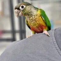 گرینچیک و ملنگوی سرلاکی و دونخور دستی و رام