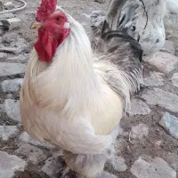 تخم مرغ براهما