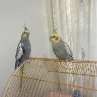 عروس هلندی دون خور اماده حرف زدن دستی